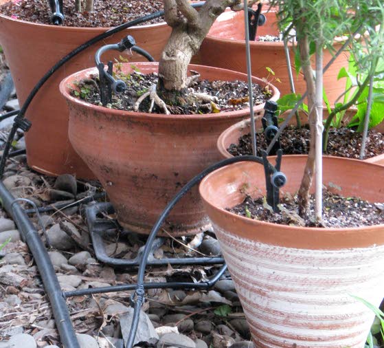 Even though you're on vacation, your plants still need attention