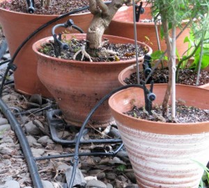 Even though you're on vacation, your plants still need attention