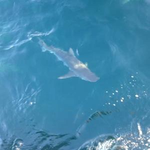 Shark visible in greener and clearer than usual ocean waters offshore