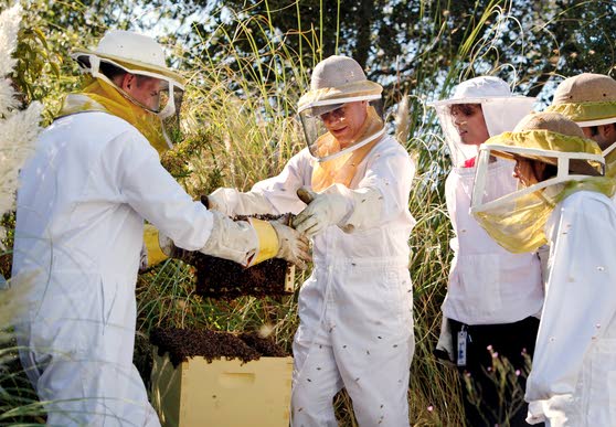 Google's official beekeeper keeps the company buzzing with excitement