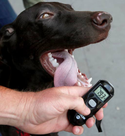New tools keep pets safe from hot cars