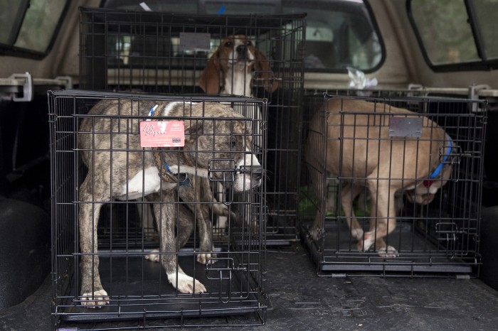 SPCA RAID