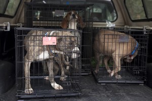 SPCA RAID