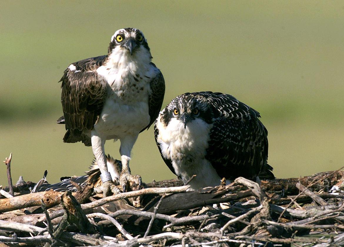 Birds of Southern New Jersey Press of Atlantic City Photo Galleries