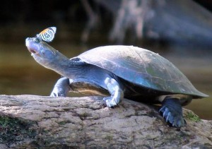 Visit the Amazon -- while it's still there