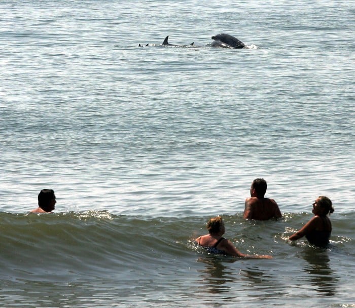 cape may dolphins