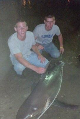 brown shark