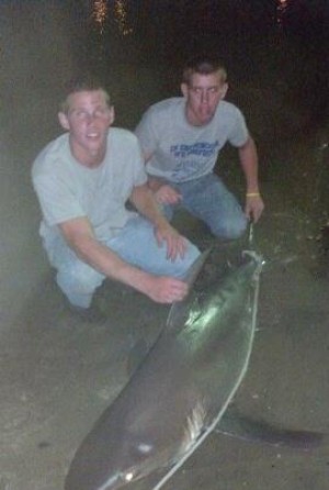 brown shark