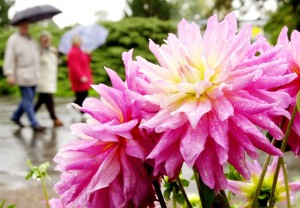Dahlia