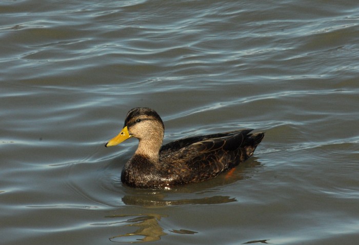 black duck