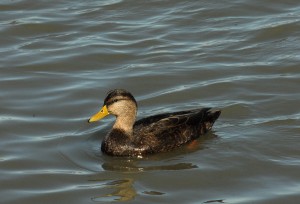 black duck