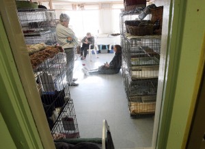  Humane society