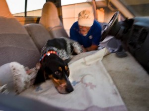 Pilots launch rescue highway in sky for pets