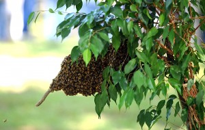 sj bees