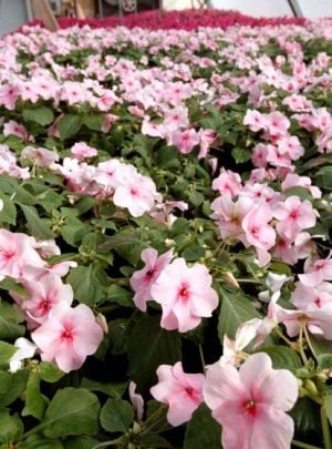 Green Thumbs: Downy mildew fungus strikes popular impatiens bedding plants