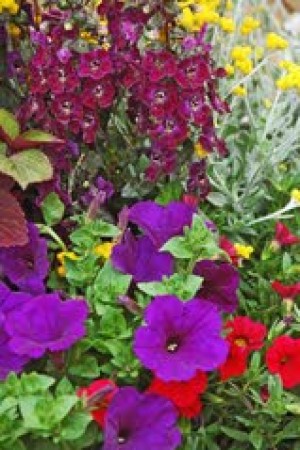 Supertunias are the hot new plant this spring