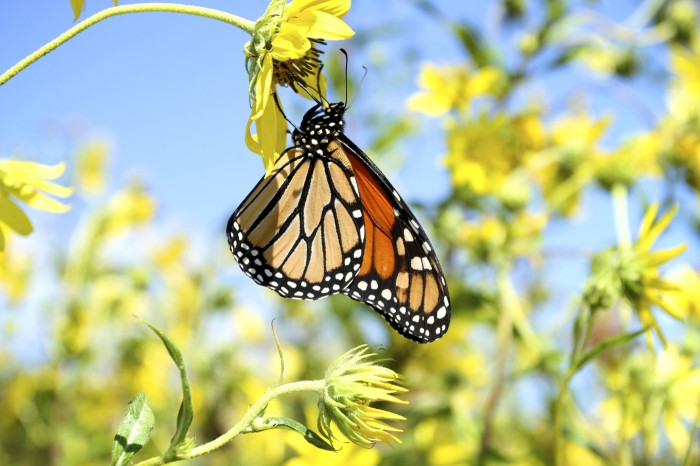 Monarch Migration4979897.jpg