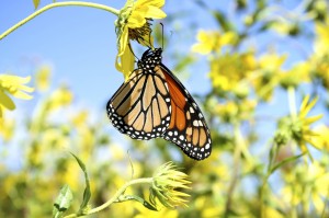 Monarch Migration4979897.jpg