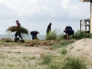 Dune Grass