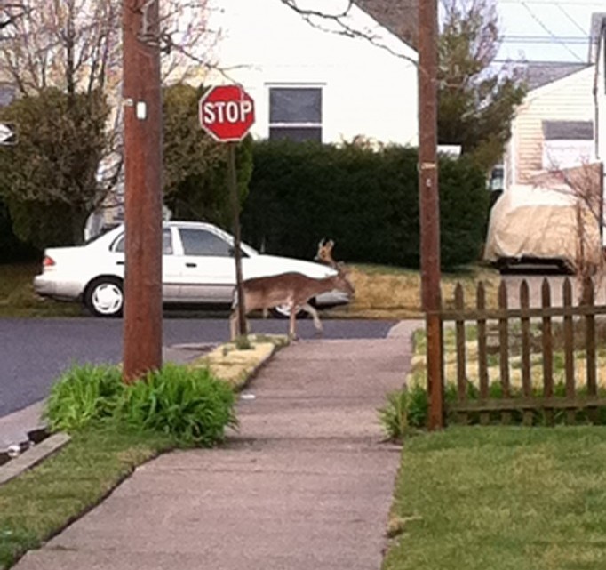 Deer
