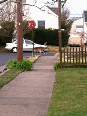 Deer