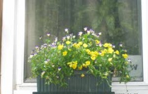 Making your window box that much more beautiful