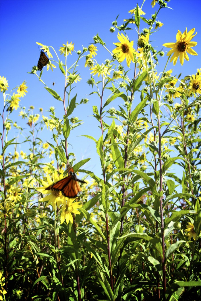 Monarch Migration4979893.jpg