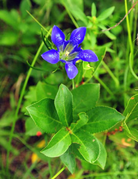 Rare flowers thrive in Pine Barrens following fire