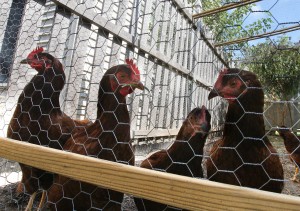 NCM Chickens