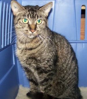 Pet of the week