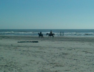 Horses on the beach