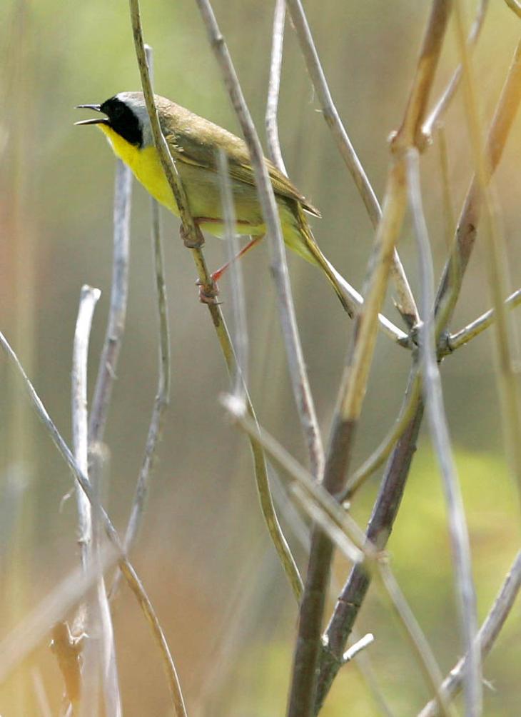 birds of southern new jersey press of atlantic city birds of southern new jersey press of atlantic city