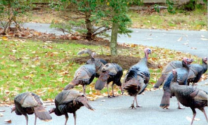 Wild Turkeys