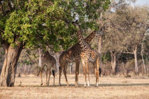 Walking Safari