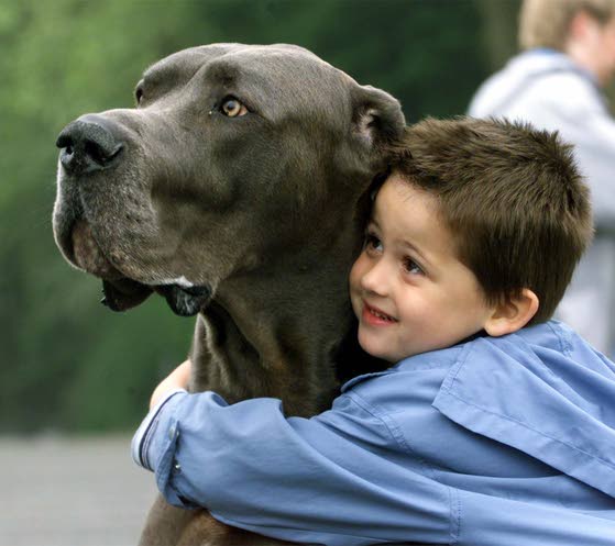 Pets help babies' health, study finds