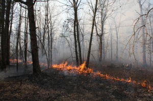FORESTFIRE SEASON