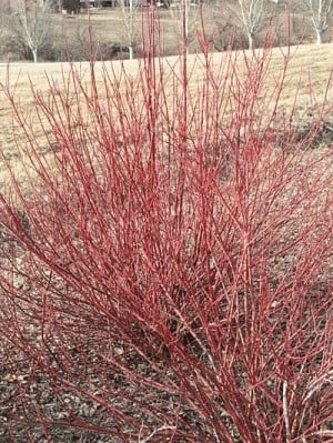 Transplant+red+twig+dogwood+bush