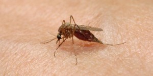 west nile icon