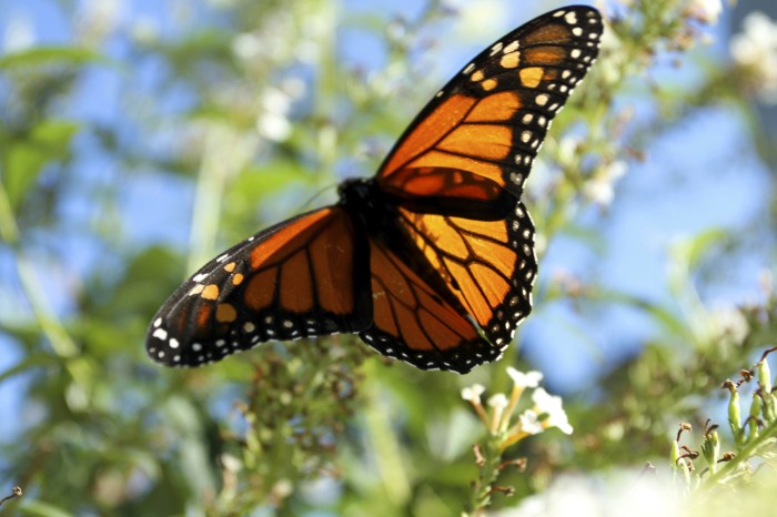 Monarch Migration4979896.jpg