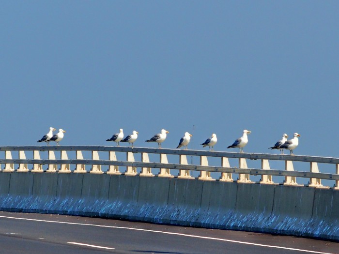 z-12Aug9-Gull1.jpg