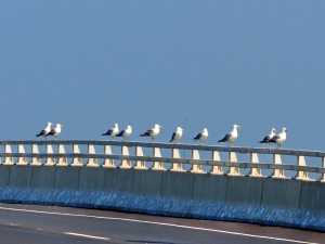 z-12Aug9-Gull1.jpg