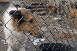 SPCA RAID