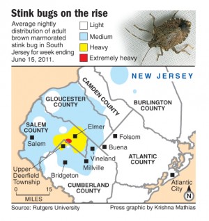 NJ stink bug map
