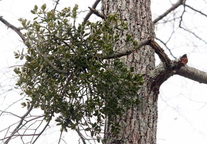 mistletoe