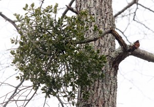 mistletoe