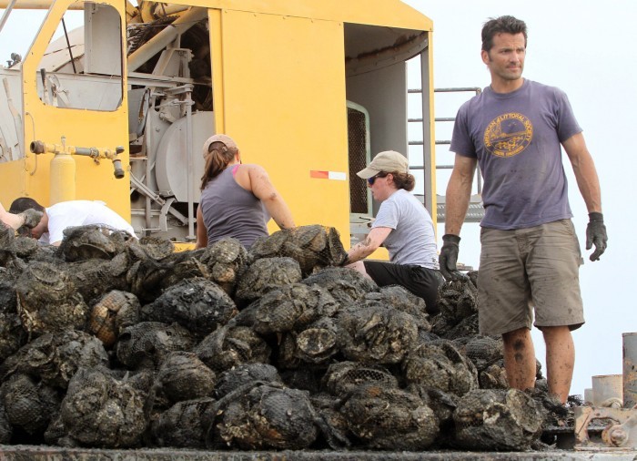 Oysters