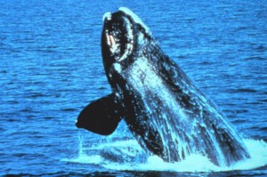 Right whale. Photograph courtesy of NOAA.