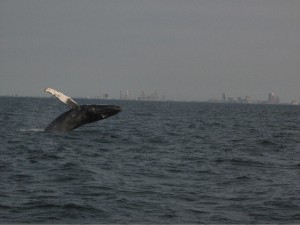 whale