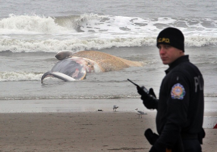Beached Whale