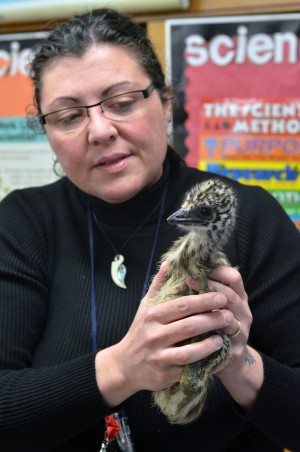 emu